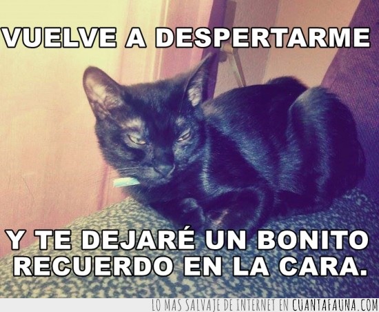 Despertar,Enfadado,Arañazo,Recuerdo